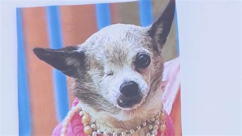 'Grandma' the dog left paralyzed by coyote in Solana Beach